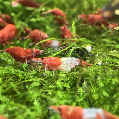 Red Rili Shrimp - Aquarium Plants Factory