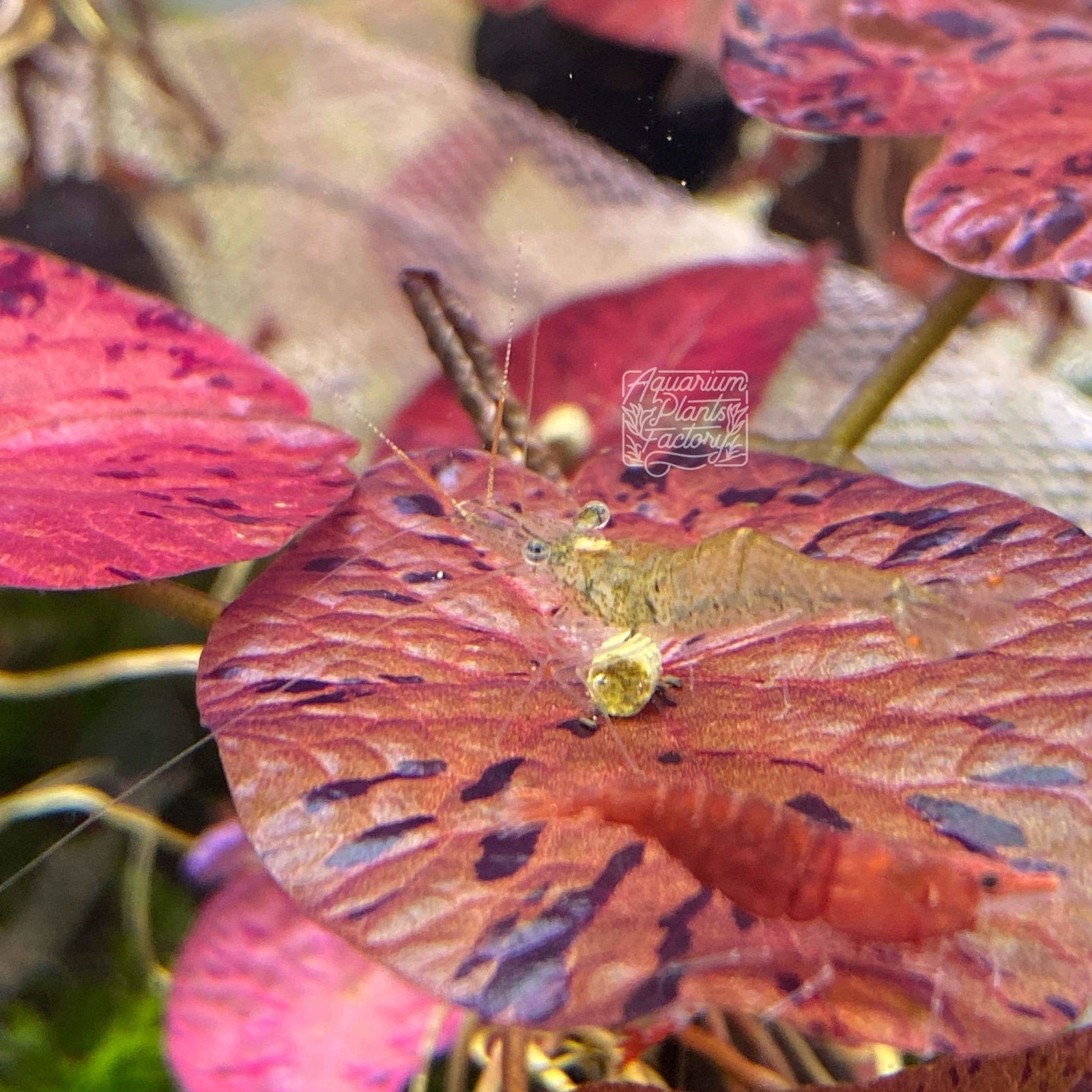 Red Tiger Lotus - Aquarium Plants Factory