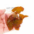 Red Tiger Lotus - Aquarium Plants Factory