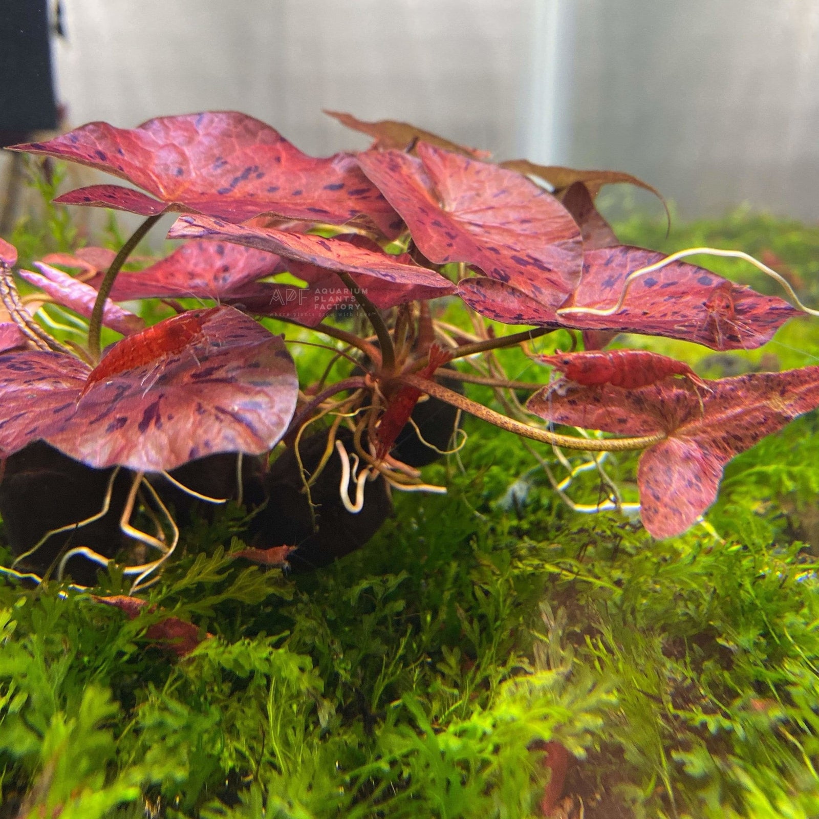 Red Tiger Lotus - Aquarium Plants Factory