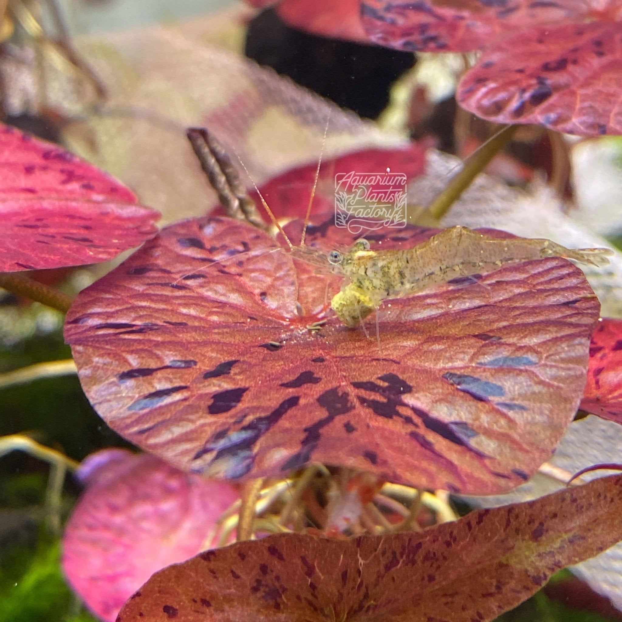 Close-up of the reddish-purple leaves of Nymphaea Zenkeri 'Red' in a freshwater aquarium.