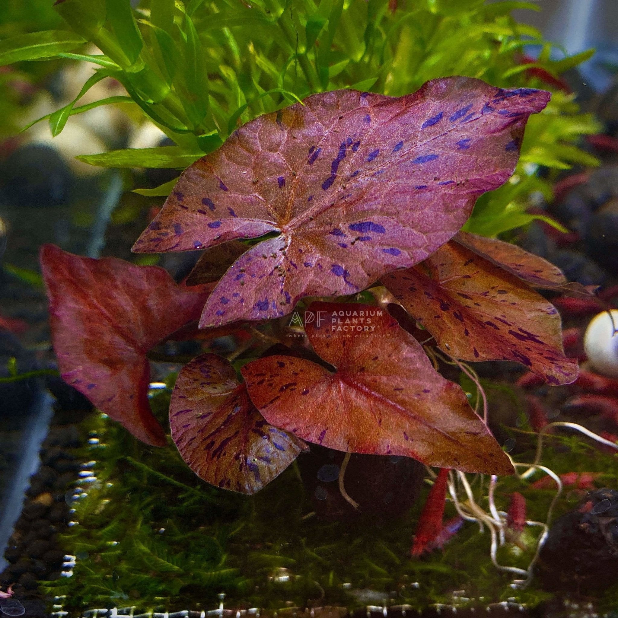 Aquascape centerpiece: Nymphaea Zenkeri 'Red' with its striking red and purple leaves