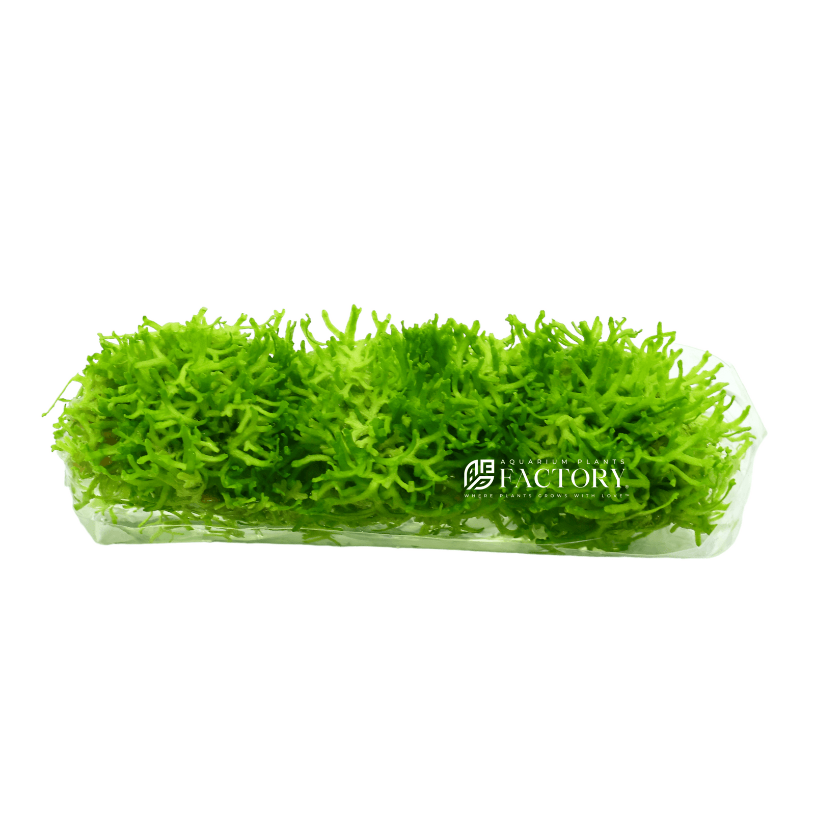 Riccia fluitans, commonly known as Floating Crystalwort, is a versatile and popular aquatic plant perfect for enhancing any aquarium. It can be grown free-floating or attached to driftwood, rocks, and other surfaces, making it ideal for various aquascaping styles.