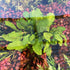 Rorippa Aquatica - Aquarium Plants Factory