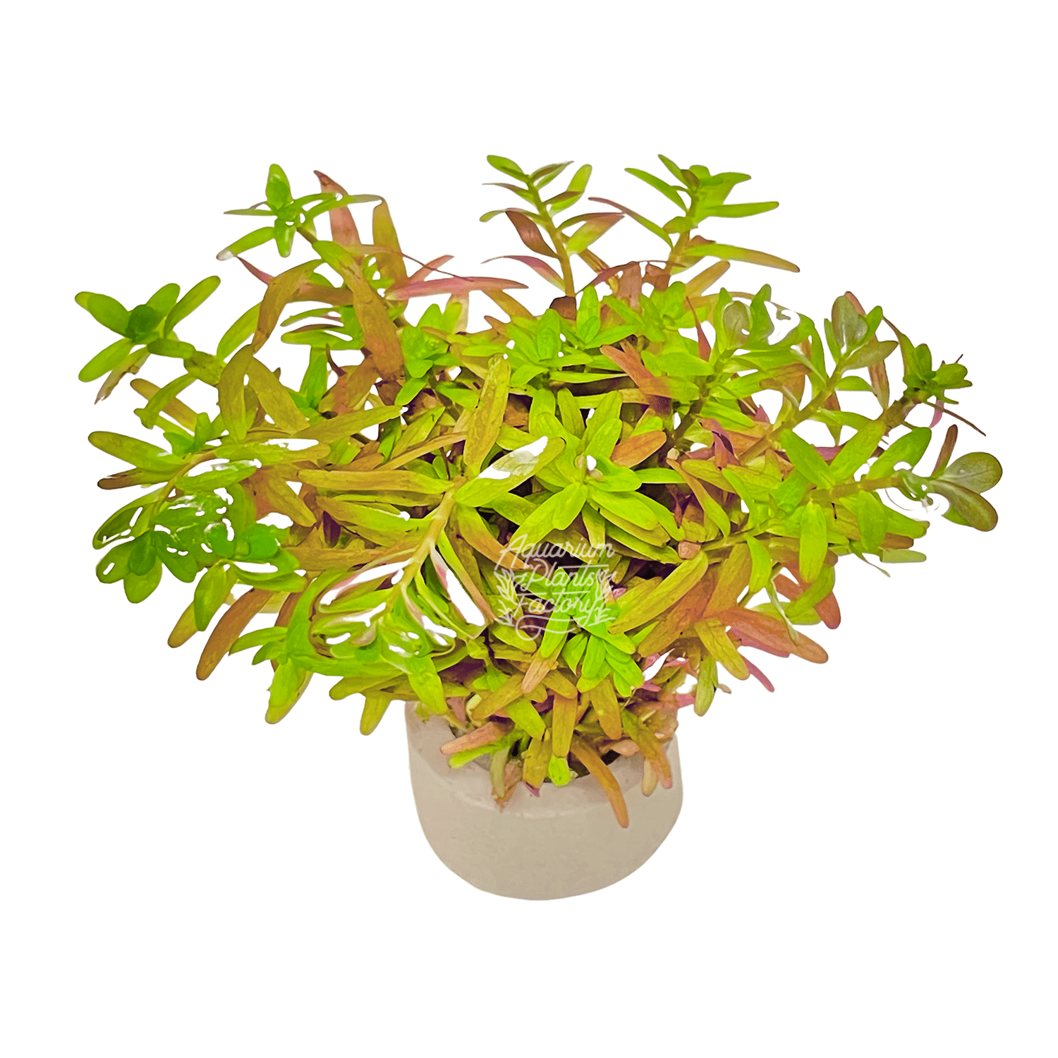 Rotala Ceylon - Aquarium Plants Factory