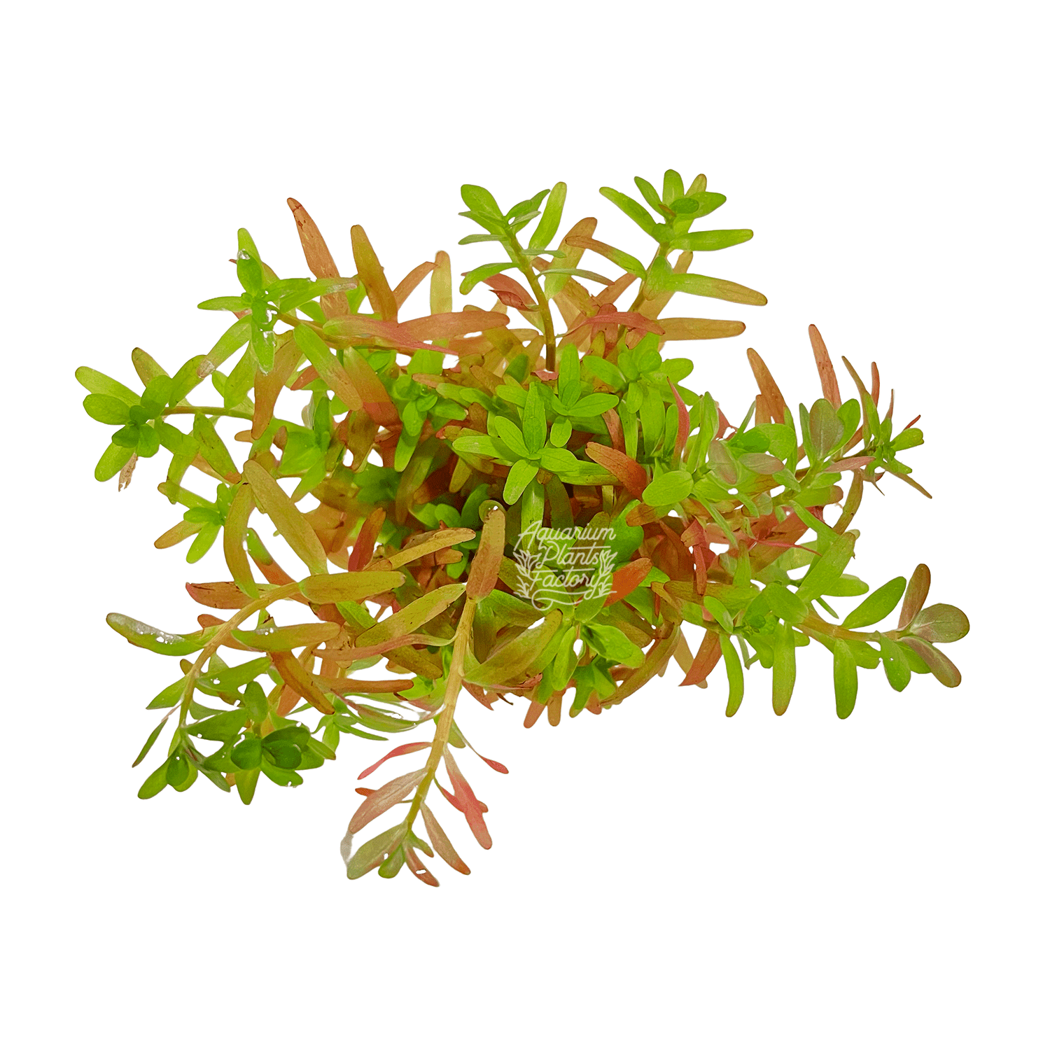 Rotala Ceylon - Aquarium Plants Factory