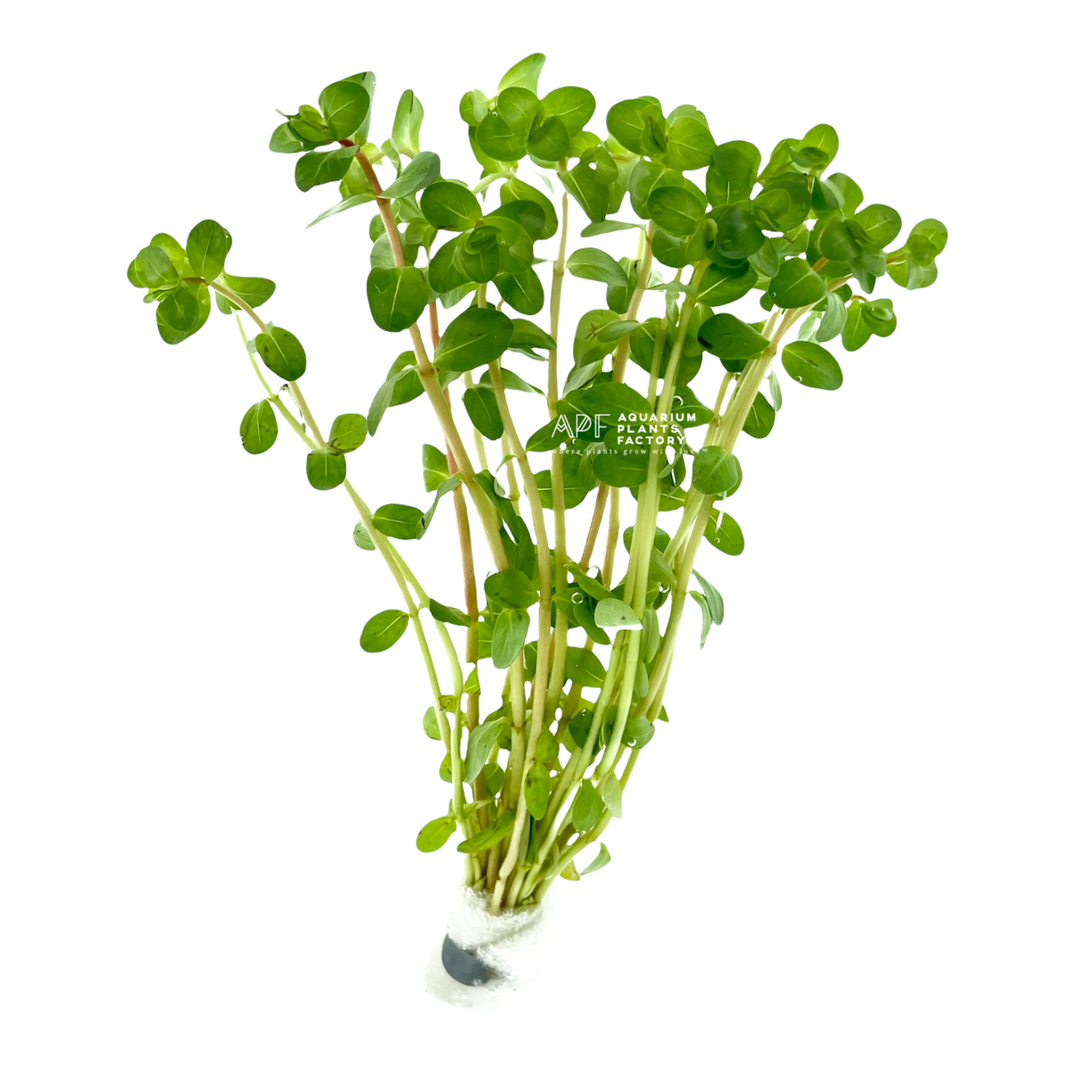 Rotala Ceylon