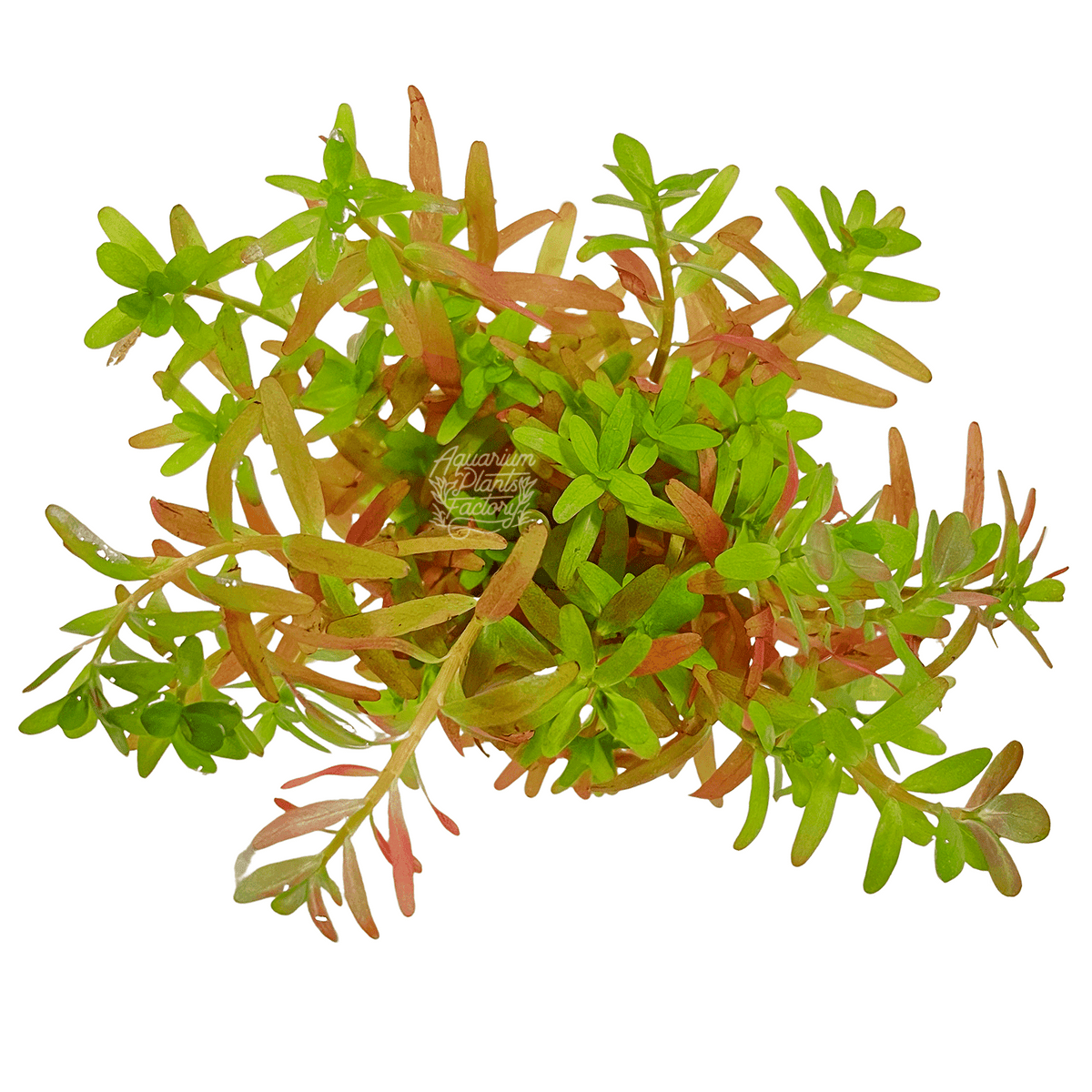 Rotala Ceylon