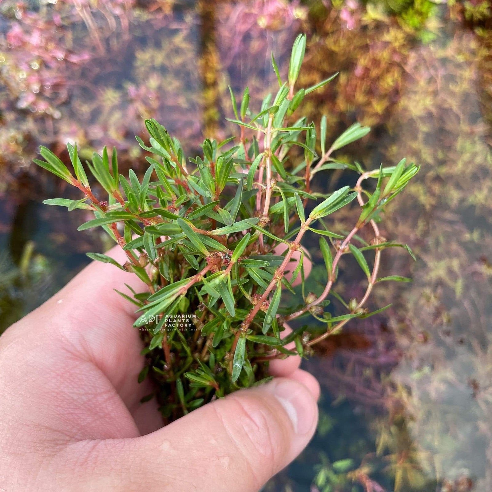 Rotala Florida - Aquarium Plants Factory