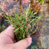 Rotala Florida - Aquarium Plants Factory