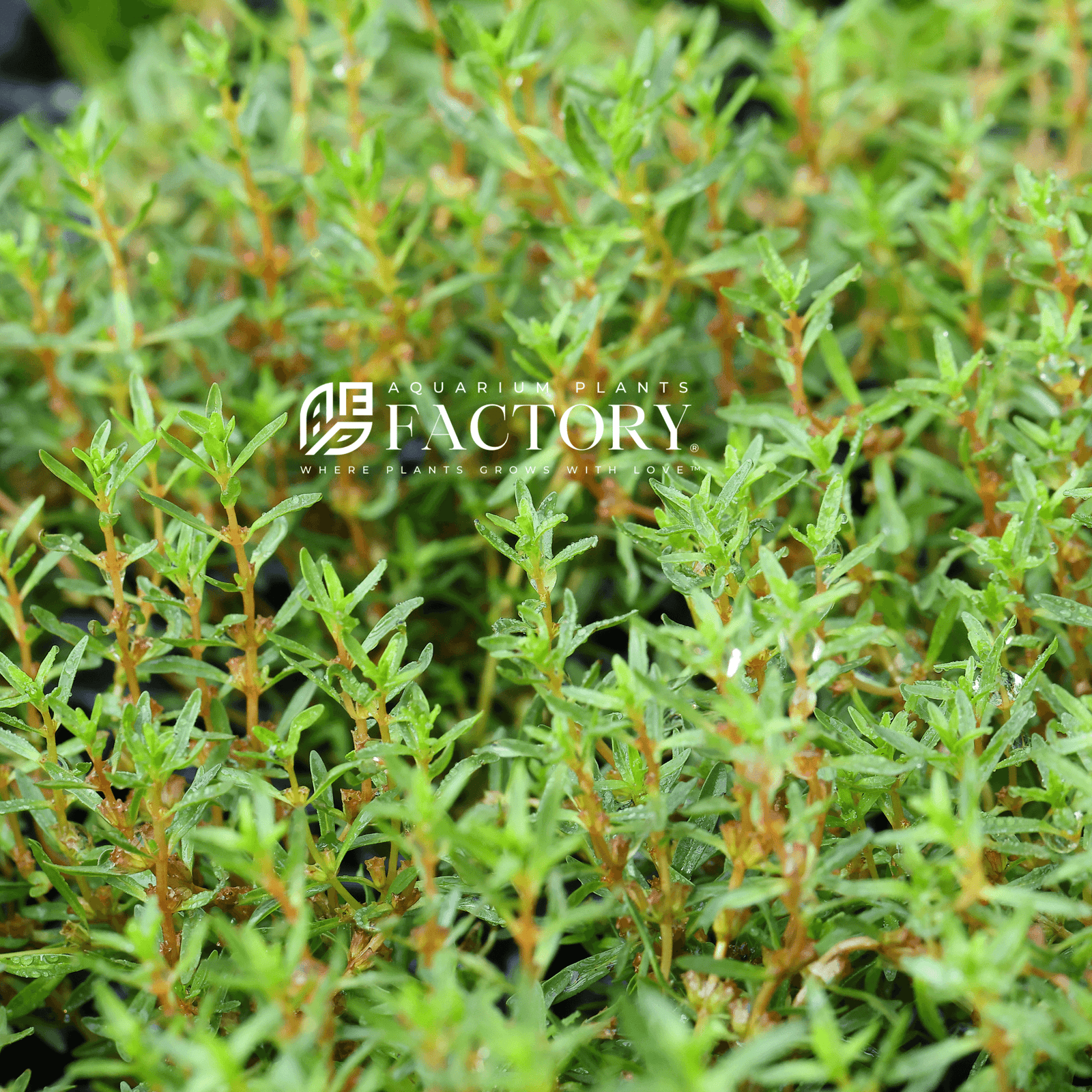 Rotala Ramosior 'Florida' | APF Aquarium Plants Factory®