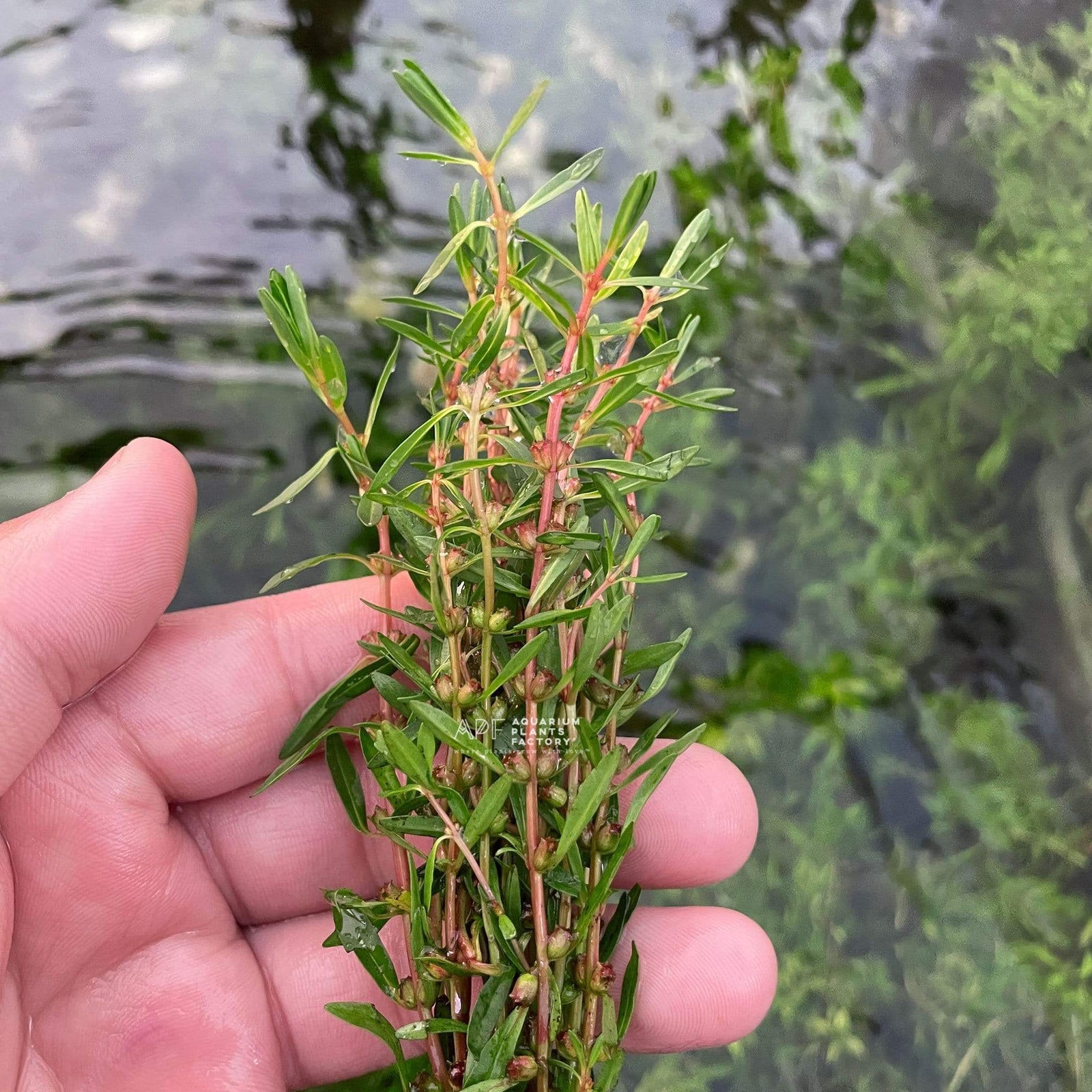 Rotala Florida - Aquarium Plants Factory