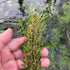 Rotala Florida - Aquarium Plants Factory