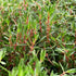 Rotala Florida - Aquarium Plants Factory