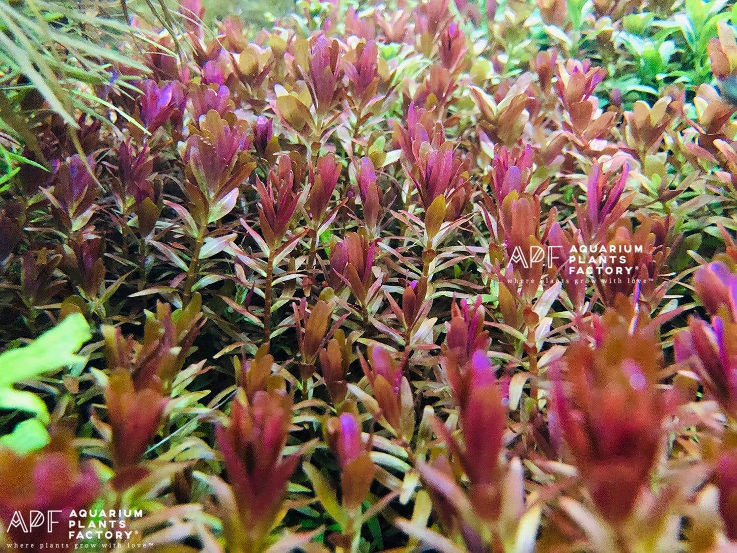 Rotala H'ra features slender, needle-like leaves that display a spectrum of pink, orange, and red when grown in nutrient-rich environments with strong lighting and CO2 supplementation. Its colorful foliage adds a striking visual element to any aquascape.