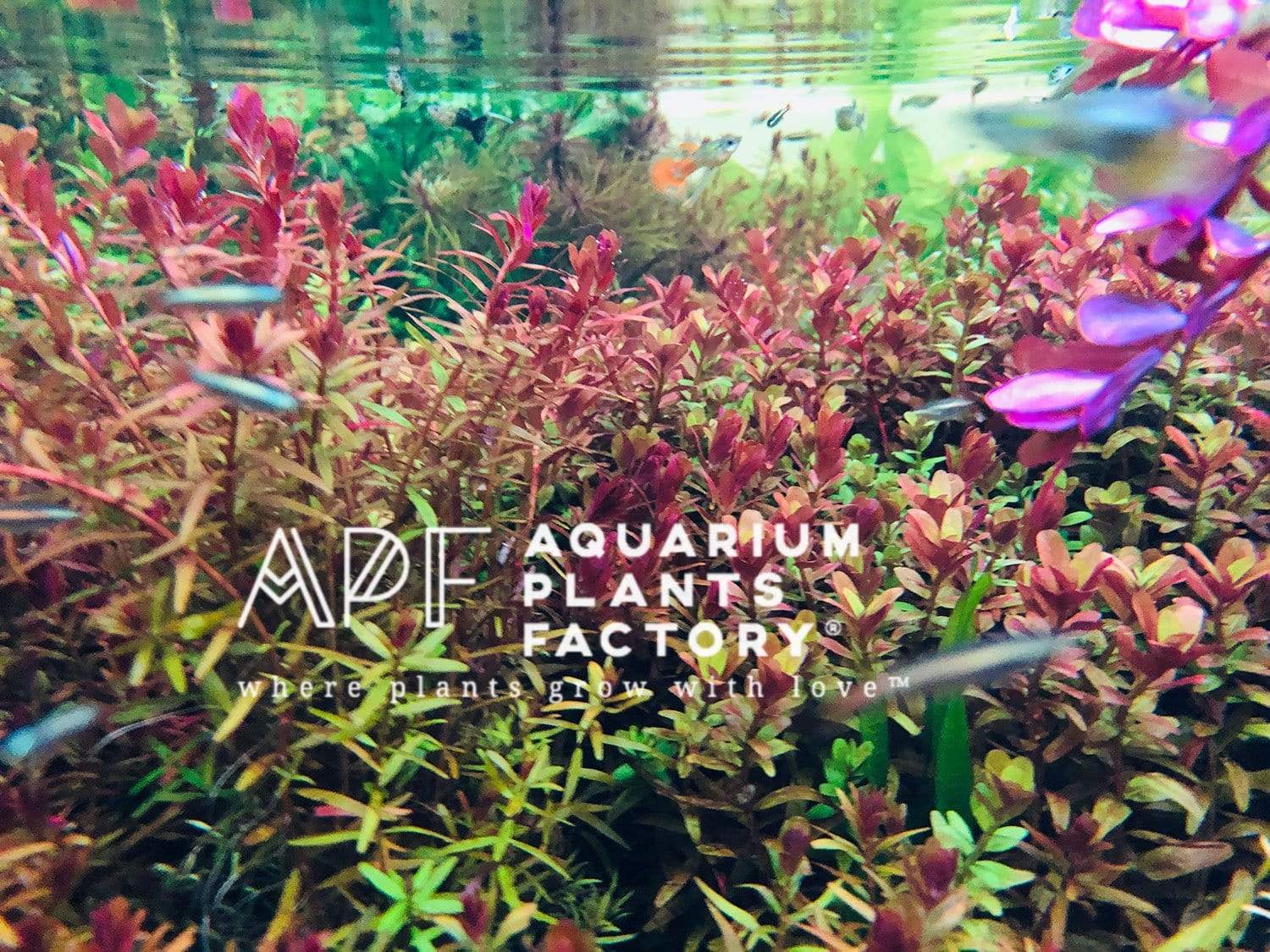 Rotala Hra - Aquarium Plants Factory