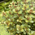 Rotala Hra - Aquarium Plants Factory