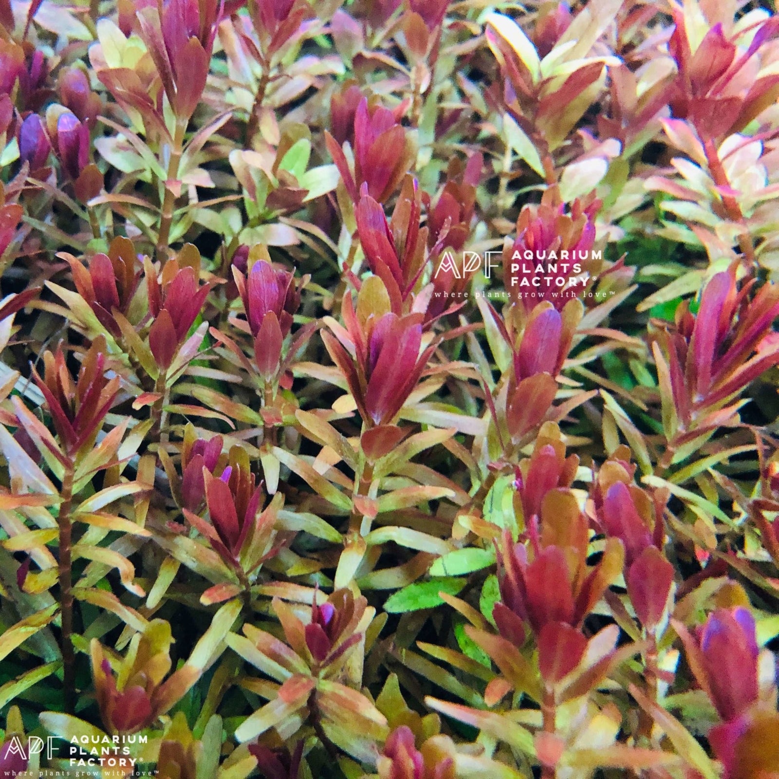 Rotala Hra - Aquarium Plants FactoryRotala Rotundifolia H'ra commonly known as Rotala H'ra or Rotala sp. H'ra, originates from the Gia Lai province in Vietnam. This stunning aquatic plant is prized for its vibrant pink, orange, and red hues.