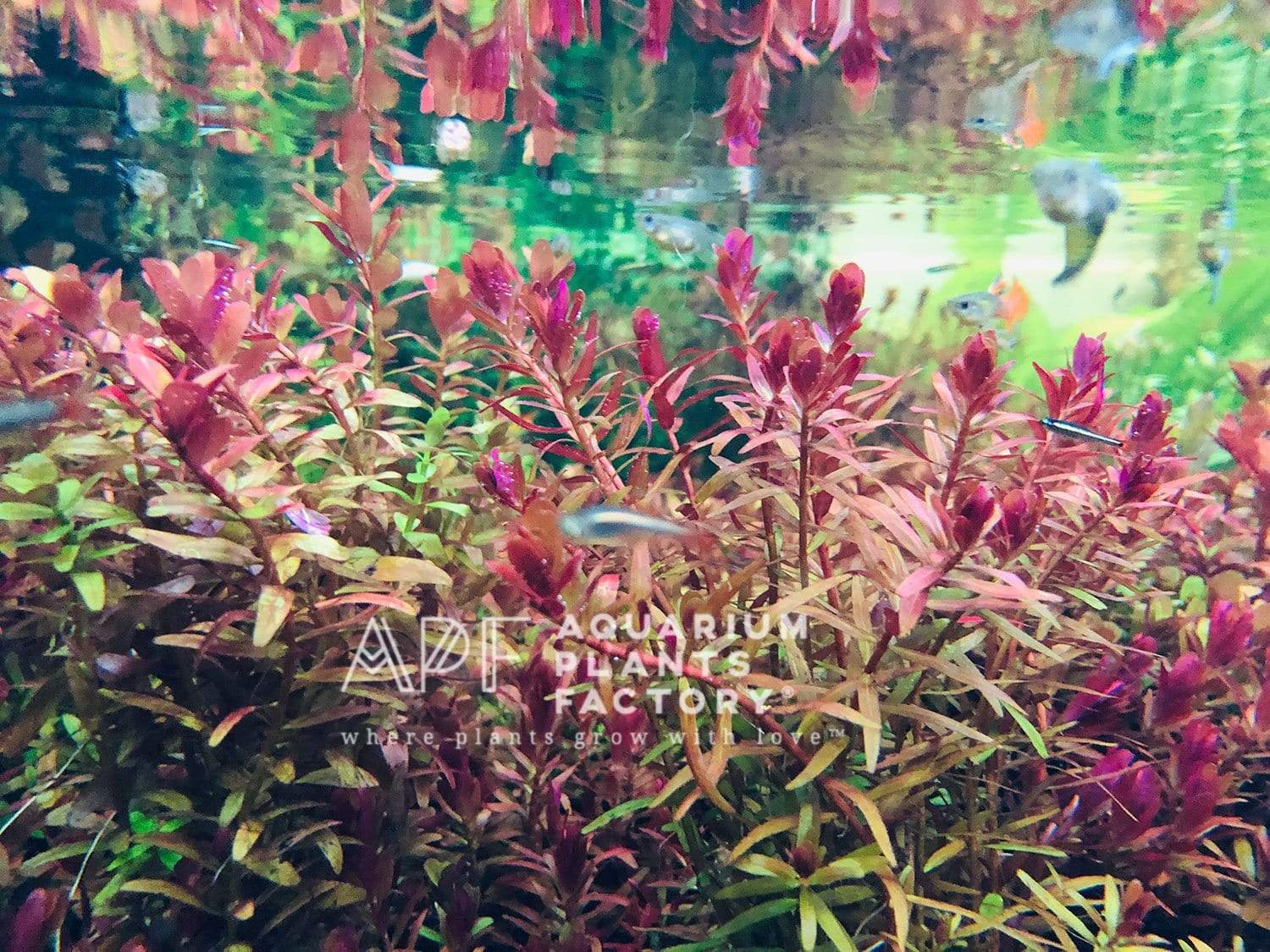 Rotala Hra - Aquarium Plants Factory