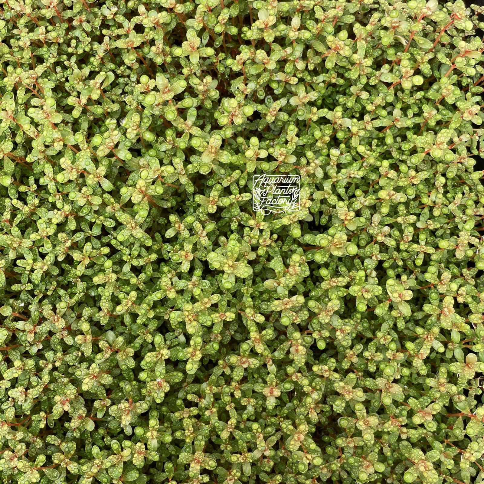 Rotala Hra - Aquarium Plants Factory