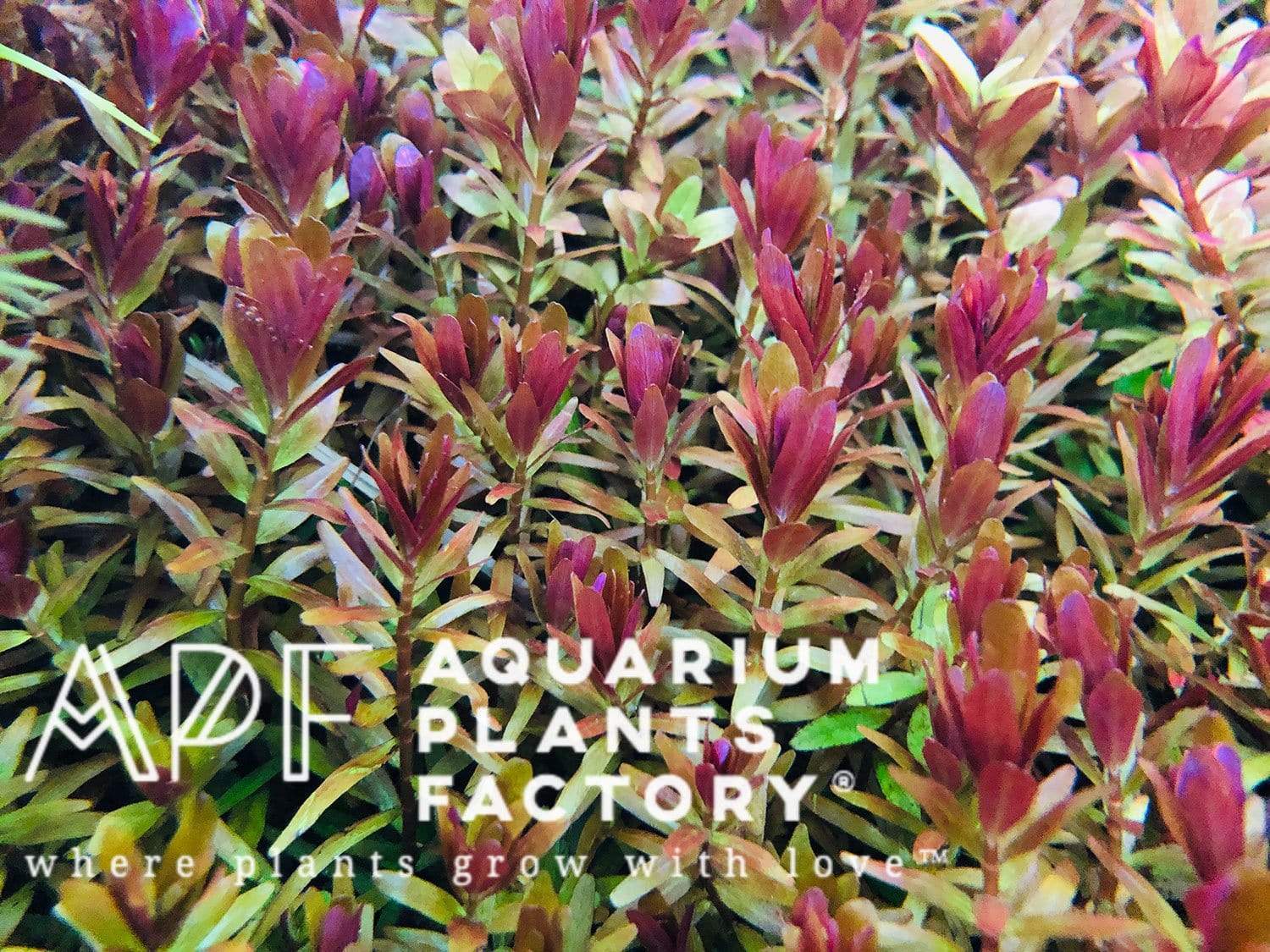 Rotala Hra - Aquarium Plants Factory