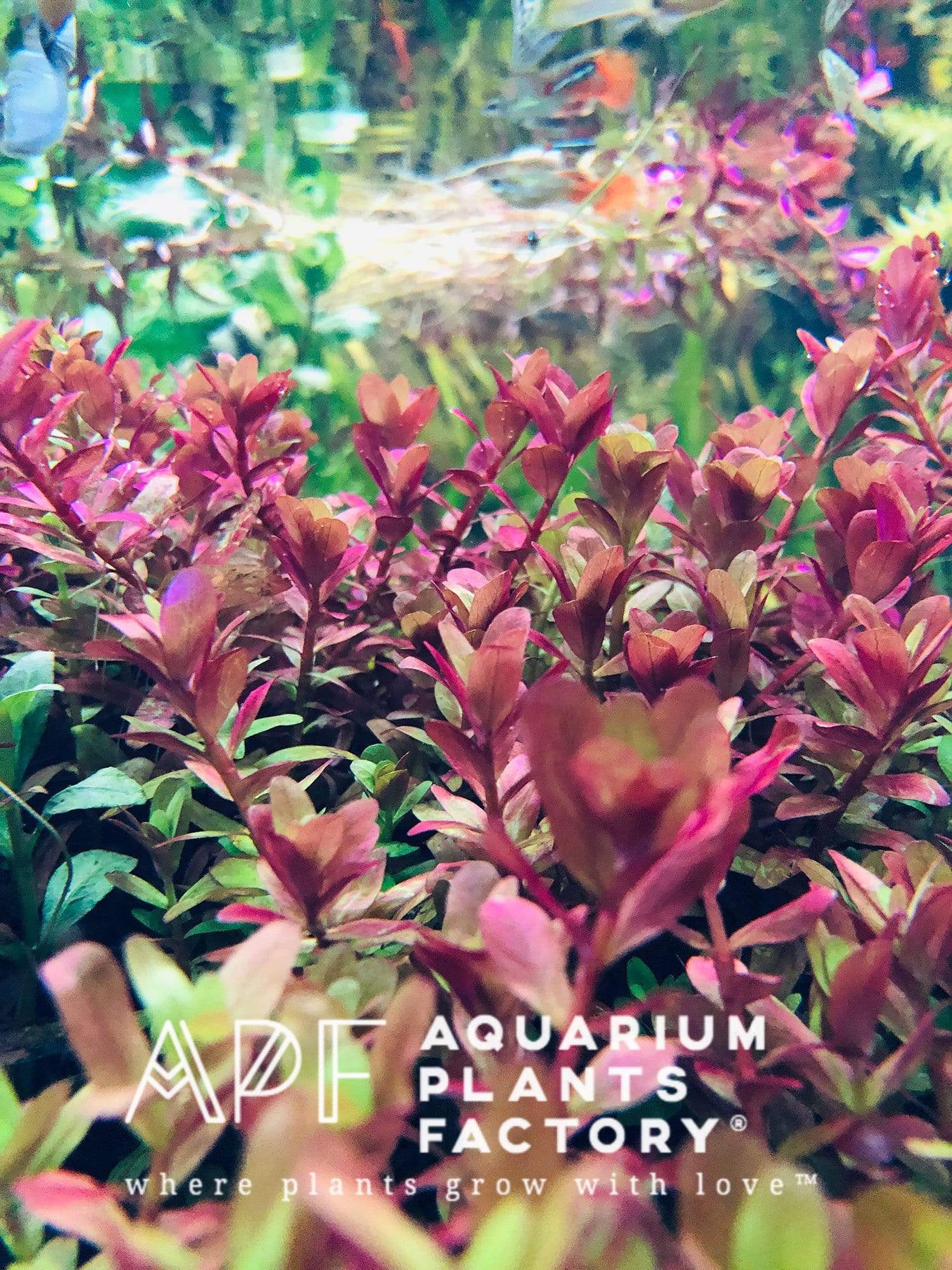 Rotala Hra - Aquarium Plants Factory