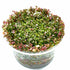 Rotala Hra - Tissue Culture Cup - Aquarium Plants Factory