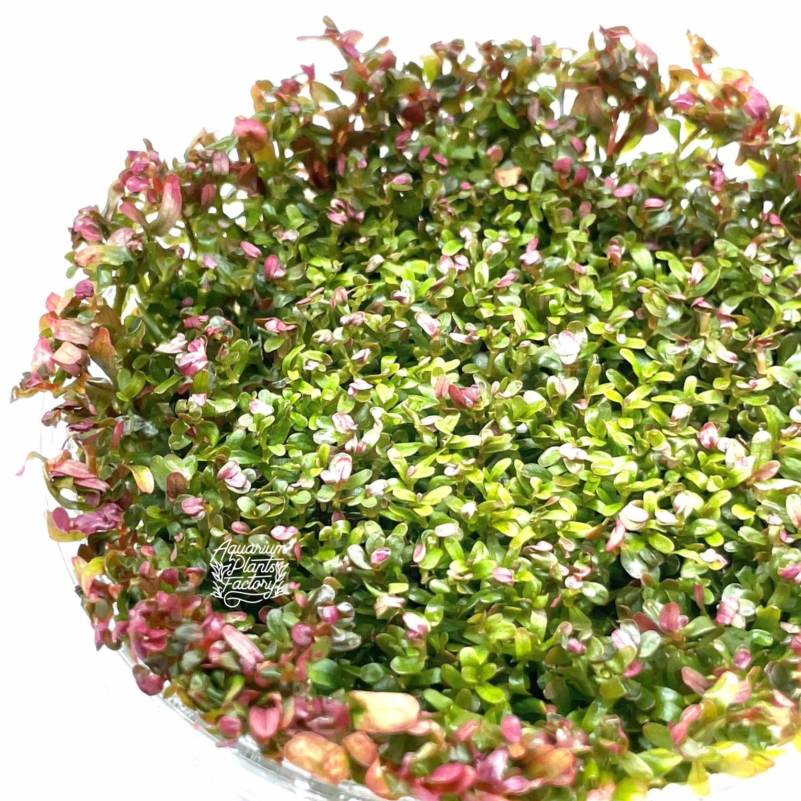 Rotala Hra - Tissue Culture Cup - Aquarium Plants Factory