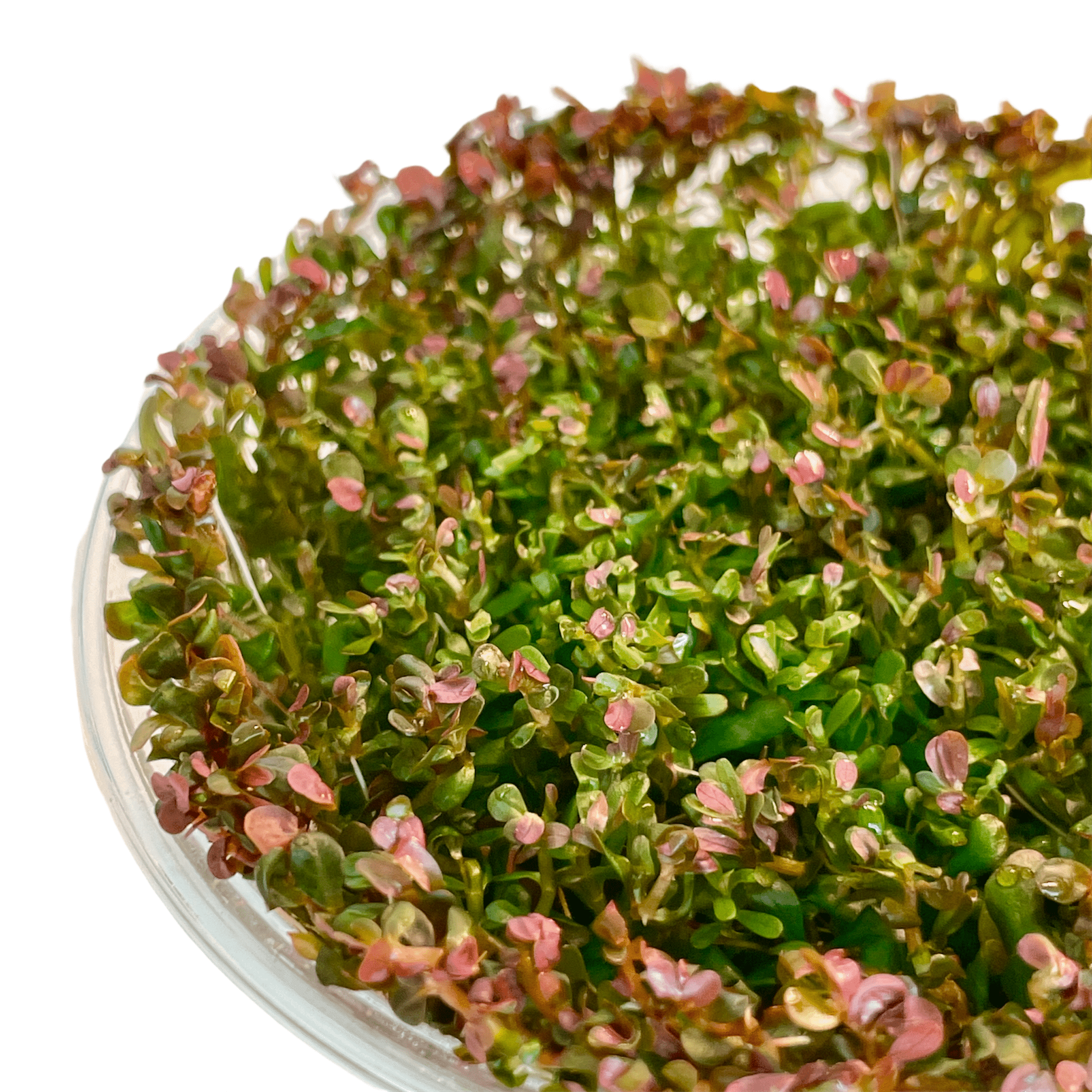 Rotala Hra - Tissue Culture Cup - Aquarium Plants Factory