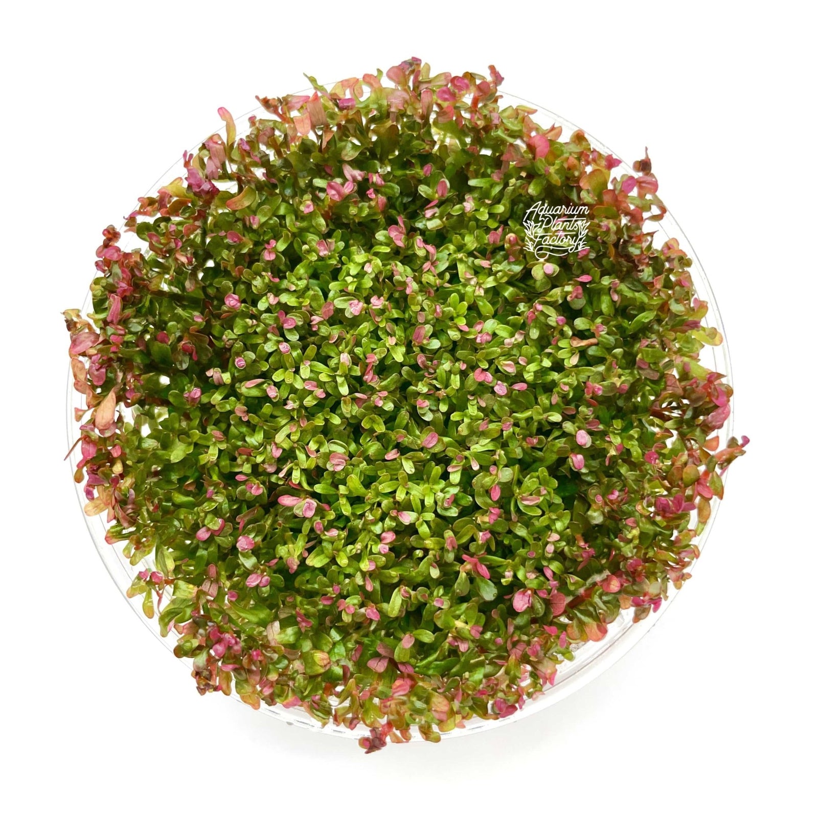 Rotala Hra - Tissue Culture Cup - Aquarium Plants Factory