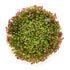 Rotala Hra - Tissue Culture Cup - Aquarium Plants Factory