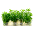 Rotala Indica (Ammannia Bonsai) Tissue Culture, a top-quality aquatic plant that promises a pristine and vibrant addition to your aquarium. This tissue-cultured variant ensures a pest-free and algae-free start, providing the best foundation for your aquascape.