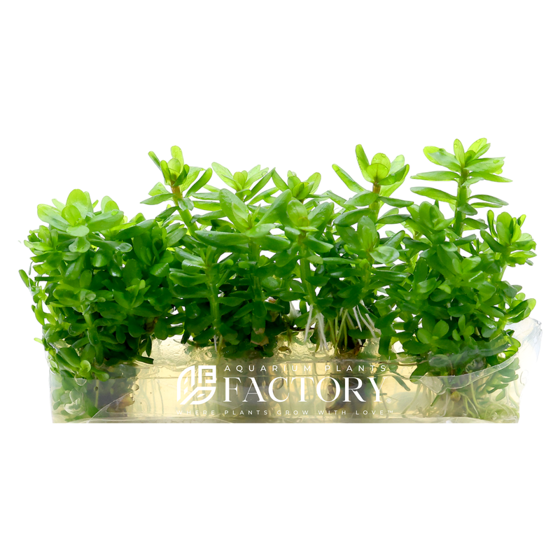 Rotala Indica (Ammannia Bonsai) Tissue Culture APF Aquarium Plants Factory®