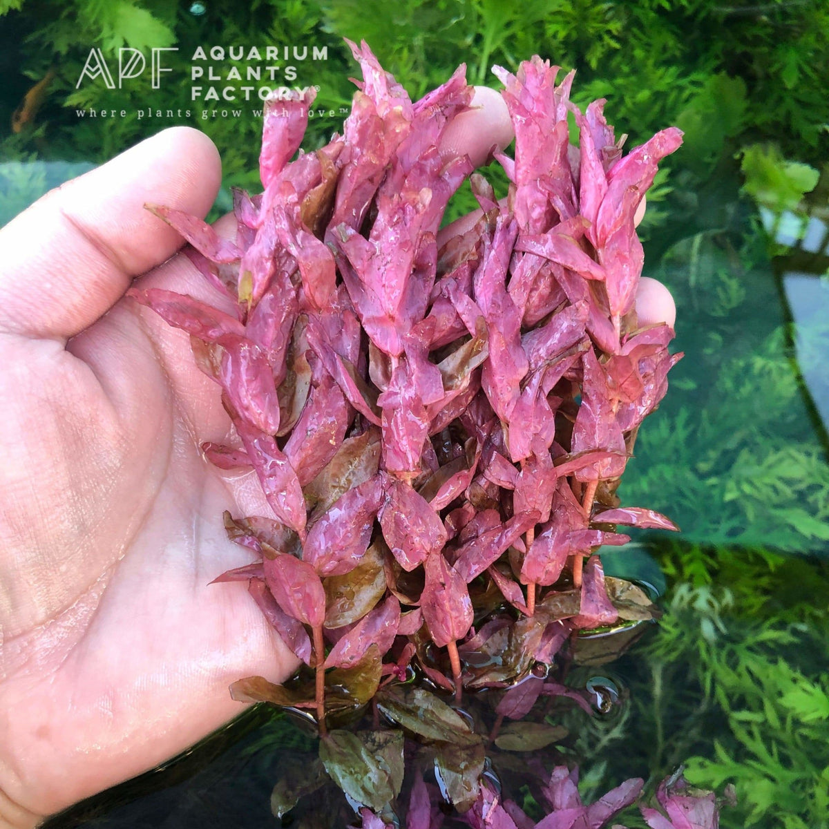 Rotala Macrandra, photo 2