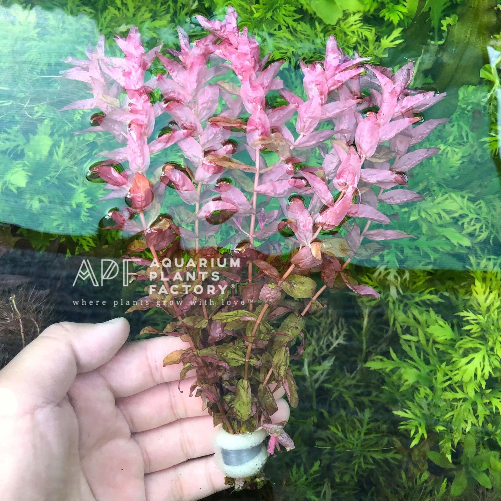 Rotala Macrandra - Aquarium Plants Factory