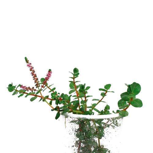 Rotala Macrandra - Aquarium Plants Factory