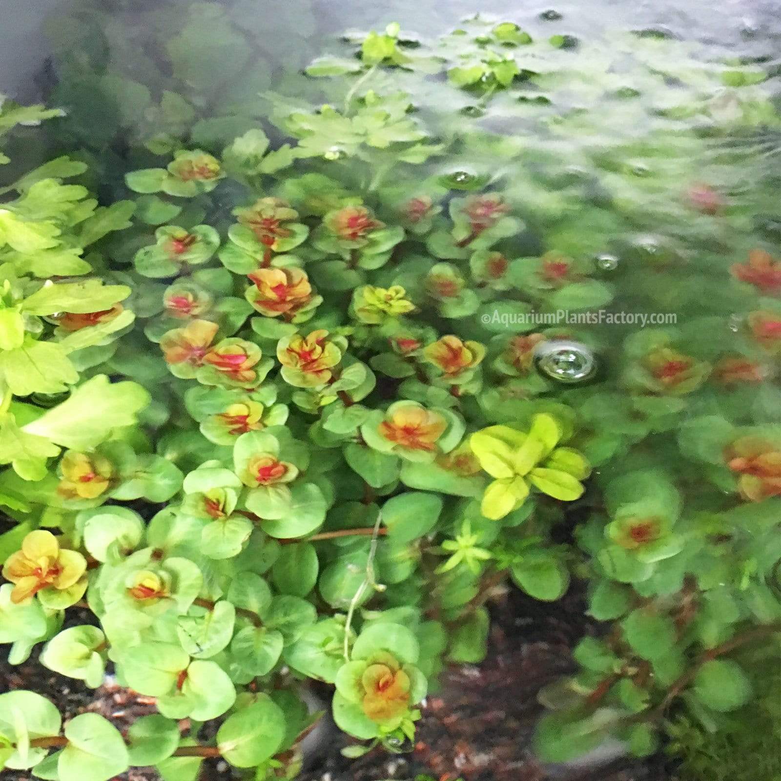 Rotala Macrandra Mini - Aquarium Plants Factory