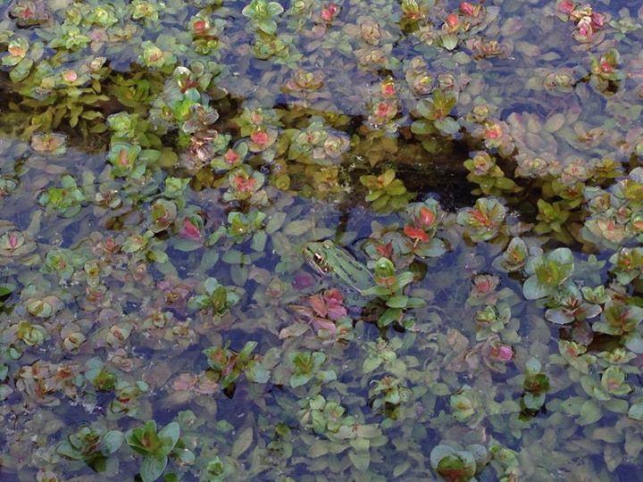 Rotala Macrandra Mini, photo 2