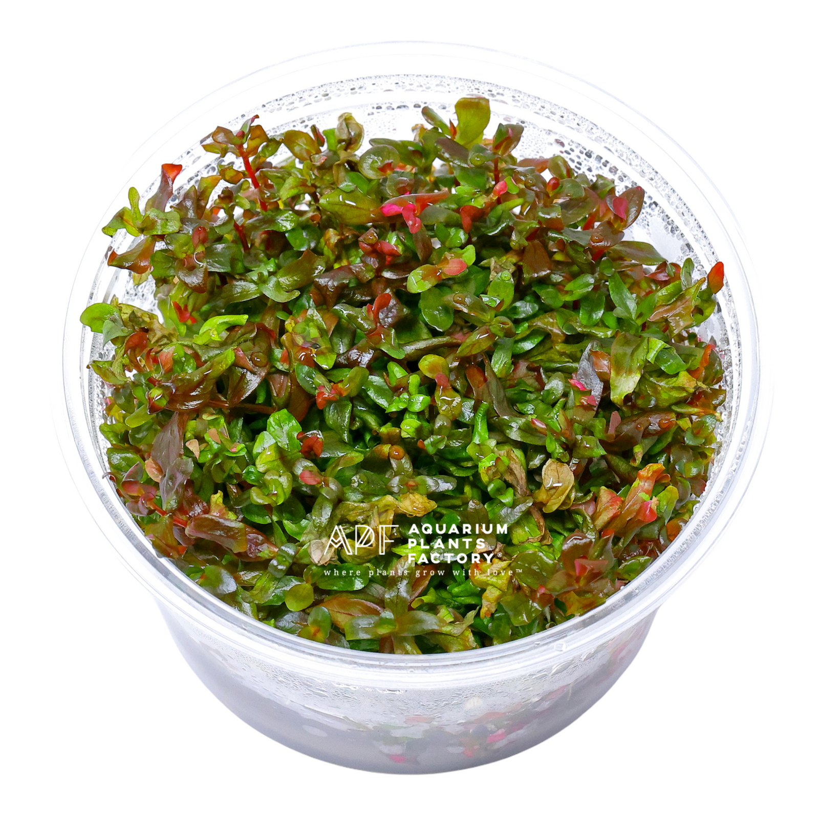 Rotala Macrandra Rose Tissue Culture APF Aquarium Plants Factory