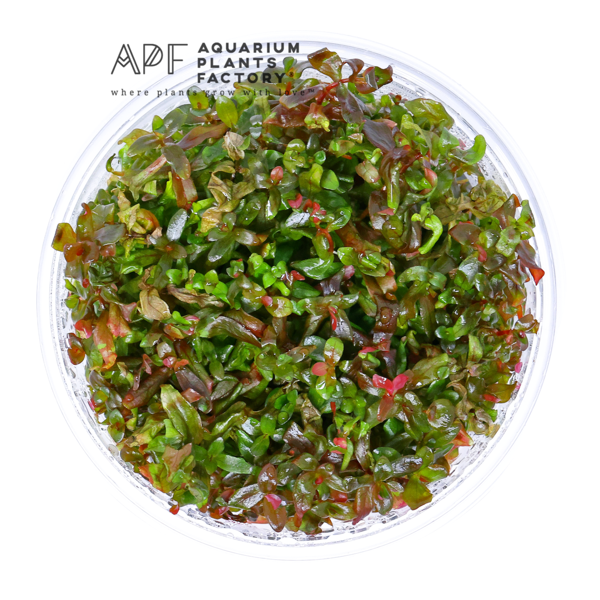 Rotala Macrandra Red Rose Tissue Culture APF Aquarium Plants Factory