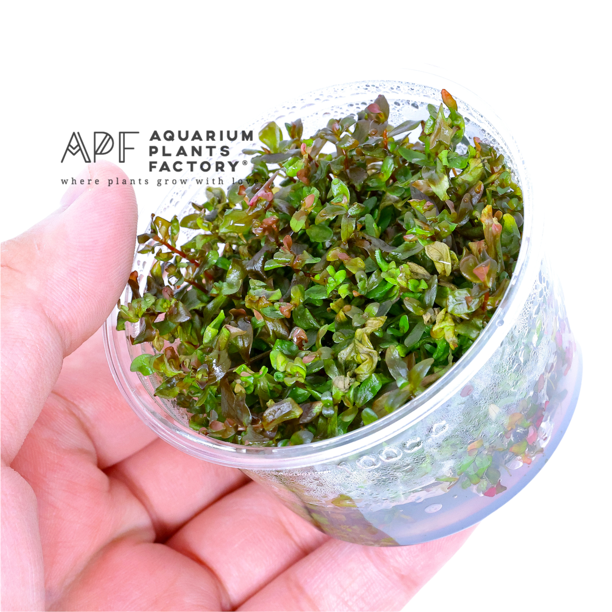 Rotala Macrandra - Tissue Culture Cup - Aquarium Plants Factory