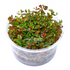 Rotala Macrandra Rose Tissue Culture APF Aquarium Plants Factory