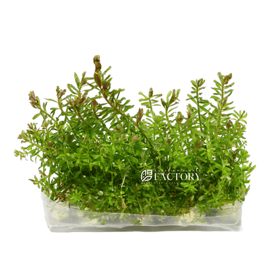 Rotala Mexicana is a beautiful and versatile aquatic plant that is a popular choice among aquarium enthusiasts. This stunning plant is known for its vibrant green and red coloration, which adds a pop of color and visual interest to any aquarium.