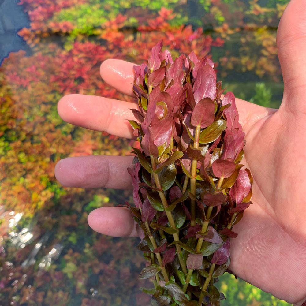 Rotala Mini Butterfly - Aquarium Plants Factory