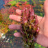 Rotala Mini Butterfly - Aquarium Plants Factory