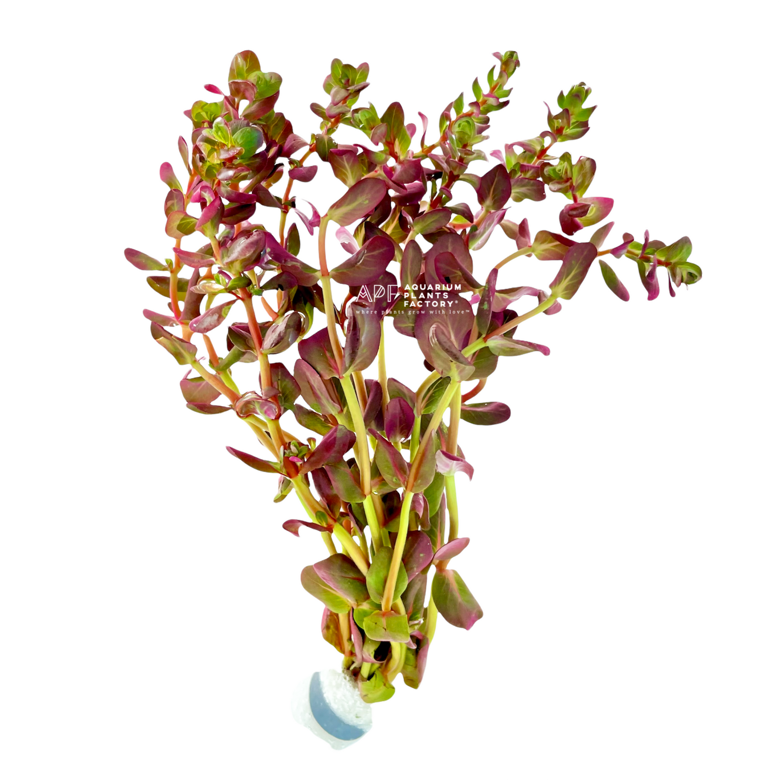 Rotala Mini Butterfly - Aquarium Plants Factory