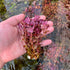 Rotala Mini Butterfly - Aquarium Plants Factory