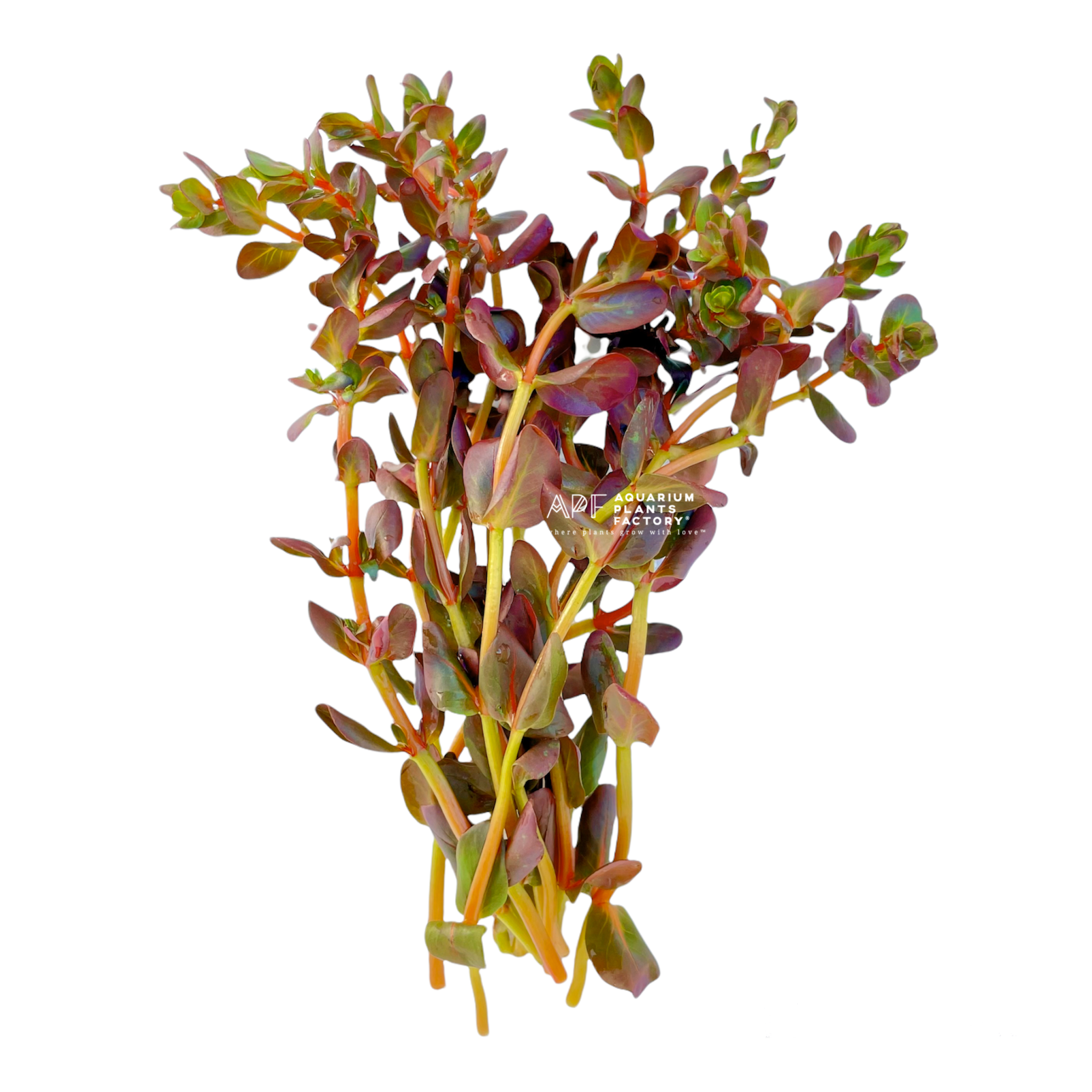 Rotala Mini Butterfly - Aquarium Plants Factory