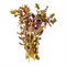 Rotala Mini Butterfly - Aquarium Plants Factory