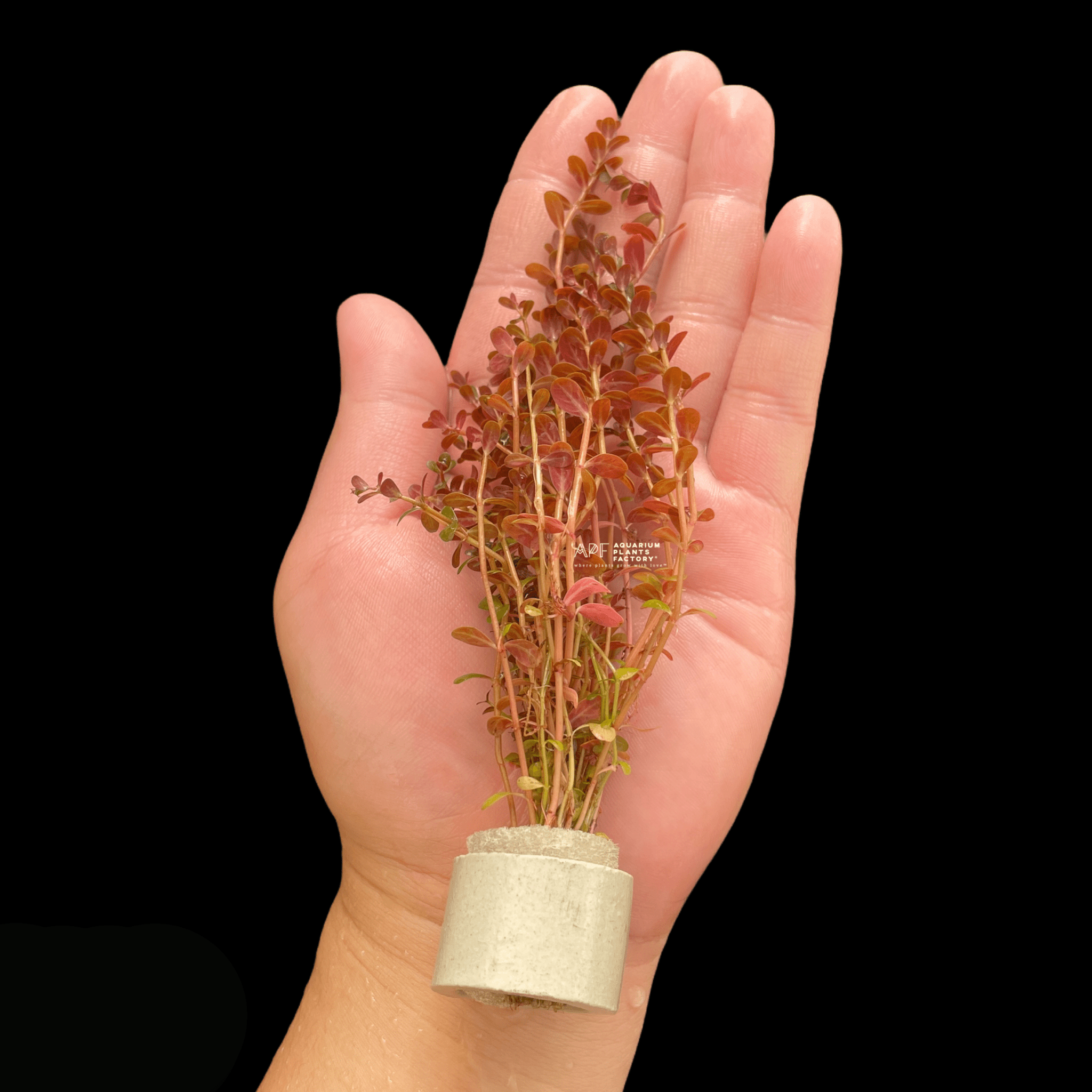 Rotala Mini Super Red - Aquarium Plants Factory